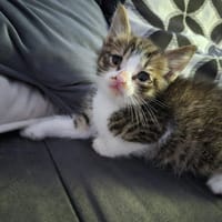diablo, chat à adopter