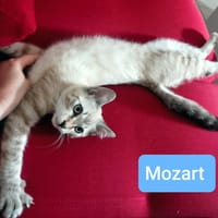Mozart, chat à adopter