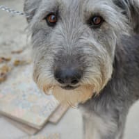 NOELIA  (Martina), chienne à adopter