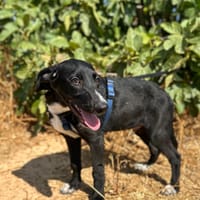NEGRI (Animalea), chien à adopter