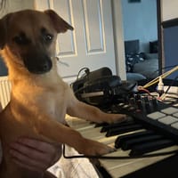 Mika, female dog to adopt