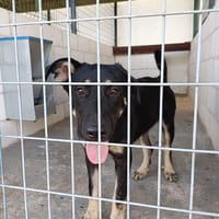Rebeca, chienne à adopter
