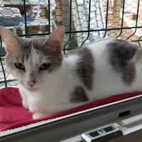 Cassandra, chatte à adopter