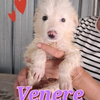 VENERE, cucciola che presto rimarrà sola in box, cane femmina da adottare