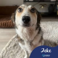 Zeke, dog to adopt