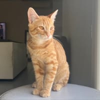 Abryco, chatte à adopter