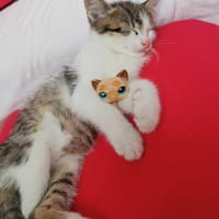 Leoś, kot do adopcji