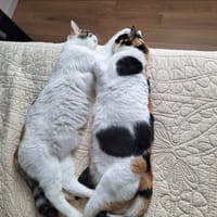 Hanoi, chatte à adopter