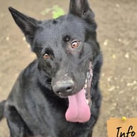 Rambo II, chien à adopter
