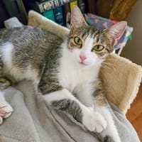 CERISE, chatte à adopter