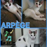 ARPEGE, chat à adopter