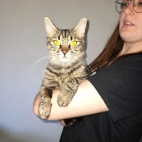Astra chatte femelle, chatte à adopter