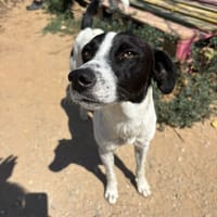 Ozzy, chien à adopter