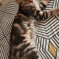 Speedy, chat à adopter