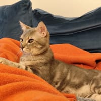 Bihoé, chat à adopter