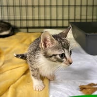 Sting, kot do adopcji