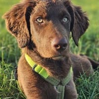 Cini  traumhafr schön und ausgeglichen, Hündin zur Adoption