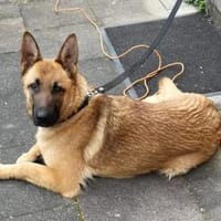 Runa sucht sportliche Menschen, Hündin zur Adoption