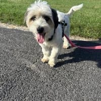 Liebevoller, kleiner Familienhund, Hund zur Adoption