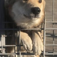 Goldjunge AURELIO wäre gerne Familienhun, Hund zur Adoption