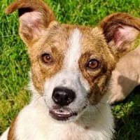 Super süße kleinere Hündin, Hündin zur Adoption