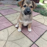 Aron sucht ein Zuhause, Hund zur Adoption