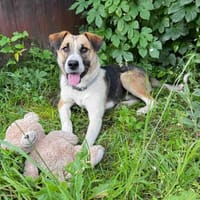 Bucky ein toller Junghund, Hund zur Adoption