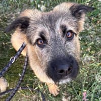 Kira, Hündin zur Adoption