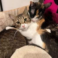 Brenda & Morris - in 90429 NÜRNBERG, Kater zur Adoption