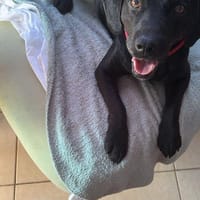 Arno sucht seine Menschen, Hund zur Adoption