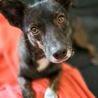 Rima - die zarte, Hündin zur Adoption