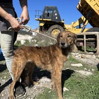 Milicica, träumt von einem Körbchen, Hündin zur Adoption