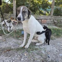 Fiona - lernwillige Hündin, Hündin zur Adoption