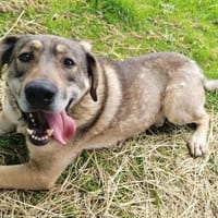 Finn sucht sein Für-Immer-Zuhause 🏠🐕, Hund zur Adoption