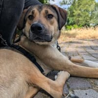 Smarte Nena auf Pflege in Leipzig, Hündin zur Adoption