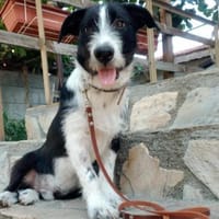 Atos ein besonderer Welpe, Hund zur Adoption