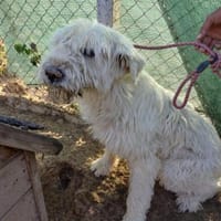 VICKY - Wuschel sucht Zuhause, Hündin zur Adoption