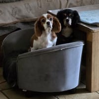 Pepe und Lexi suchen die Nadel im Heuhau, Hund zur Adoption