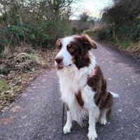 Perri - intelligent&lernwillig, Hündin zur Adoption