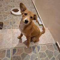 Bendji - liebevoller Rüde, Hund zur Adoption