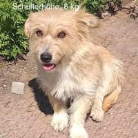 Sunny, klein und freundlich, Hündin zur Adoption