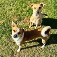 Ambra - möchte ankommen, Hündin zur Adoption