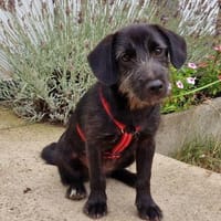 Fröhliche Peggi wartet in Essen, Hündin zur Adoption