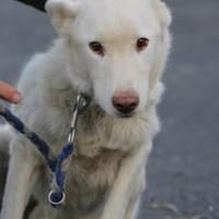 Sibi - sehr lieb u. anhänglich, Hund zur Adoption