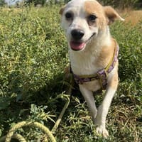 ❤🐾  TANJA, ruhig, freundliches Wesen, Hündin zur Adoption