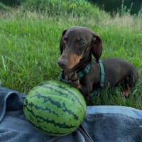 Halbblinder Dackel sucht dringend#, Hund zur Adoption