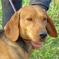 Wundervolle FIONA, Hündin zur Adoption