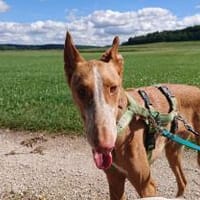 Xenon - Bildschöner Podenco, Hund zur Adoption