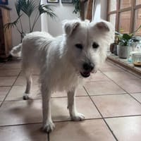 OLAF der kleine, weiße Struppi, Hund zur Adoption