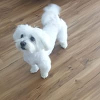 Fips sucht sein letztes ZUhause!, Hund zur Adoption